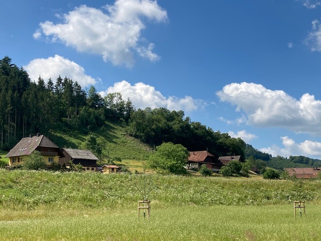 Im Schwarzwald