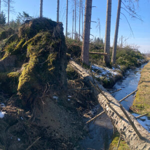 Umgestürzter Baum am Dammgraben