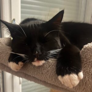 Europäische Kurzhaar Katze 